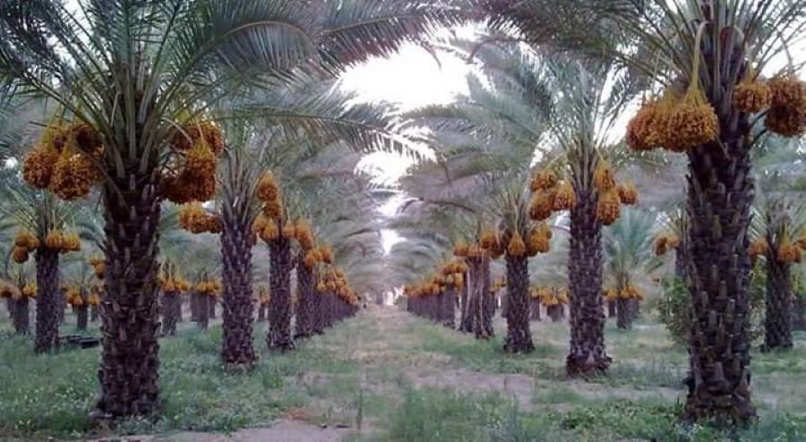 sejarah kebun kurma