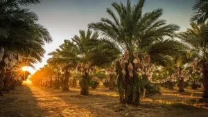 sejarah kebun kurma