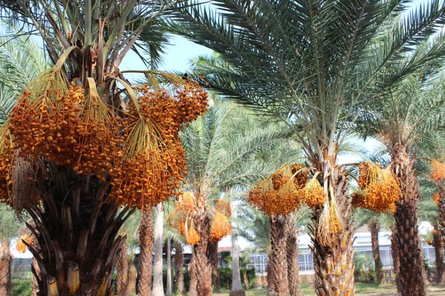 sejarah kebun kurma